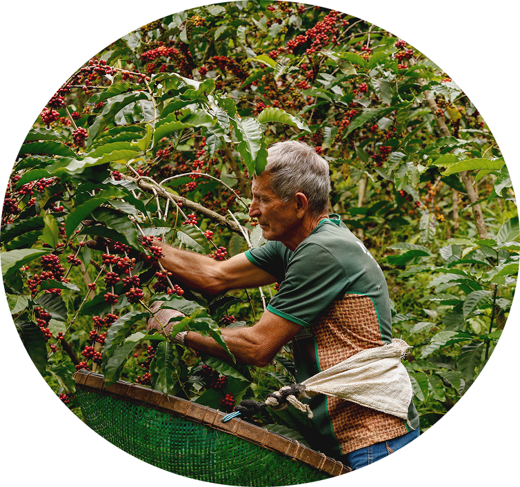 Produtor de café