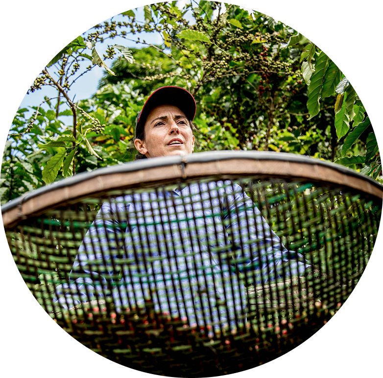 Produtora de café